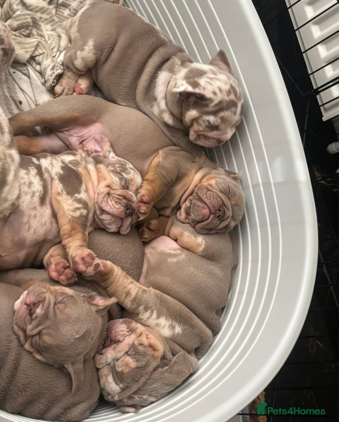 English Bulldog dogs 8 Stunning bulldog puppies, 4 males,4 females - Advert 2