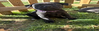 Staffordshire Bull Terrier 2
