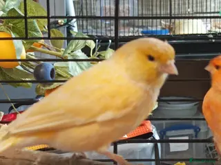 Canaries birds Canary MALES - Advert 11