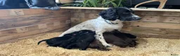 Sprocker dogs for sale: Joyful Sprocker Puppies for Sale - Advert 30