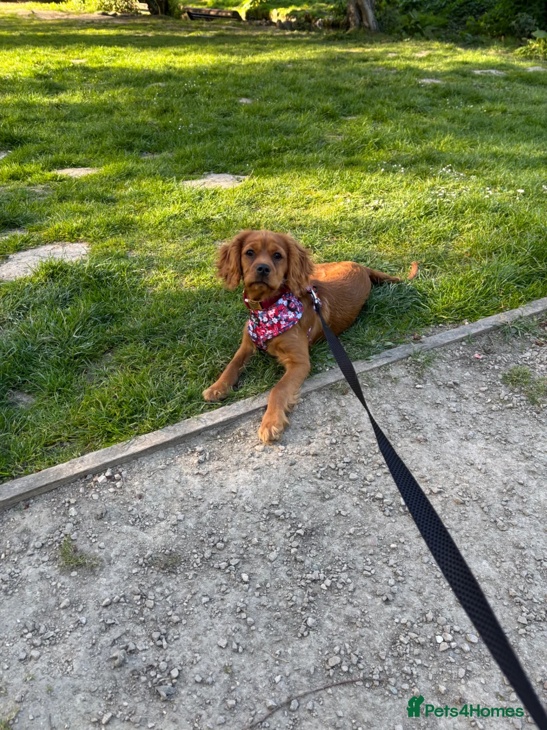 Cavalier King Charles Spaniel dogs for sale: 6 month old cavalier King Charles  in Dover - Advert 1