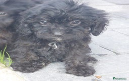 Cavapoo dogs for sale: Beautiful cavapoos  - Image 18
