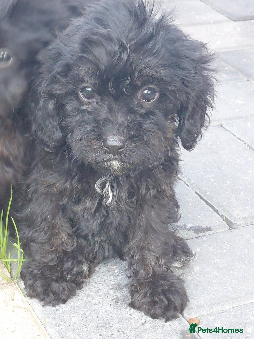 Cavapoo dogs for sale: Beautiful cavapoos  - Image 18