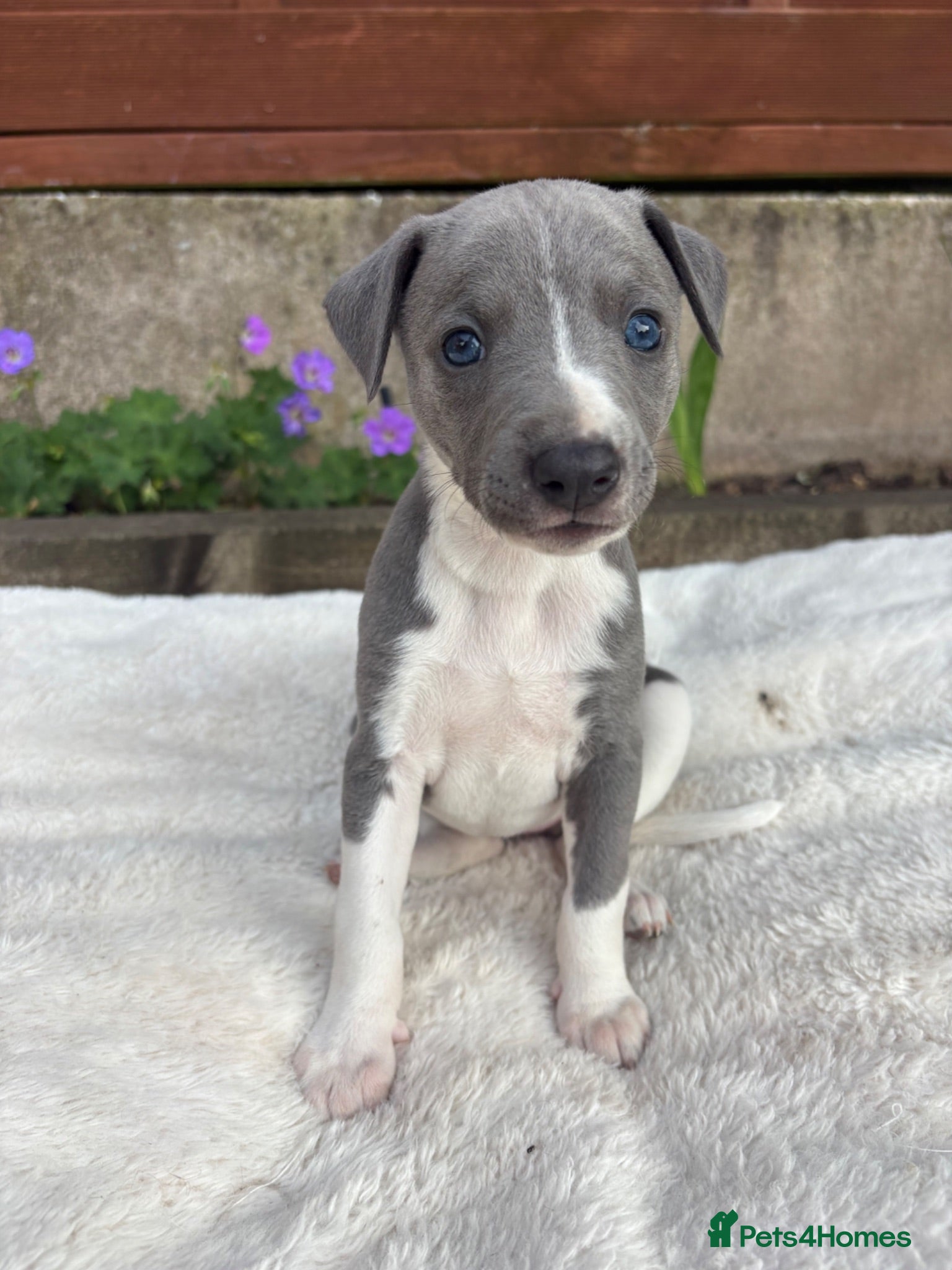 Whippet dogs STUNNING KC registered whippets for sale  - Advert 1