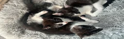 Mixed Breed cats for sale: 3 beautiful kittens  in Newcastle upon Tyne - Advert 5