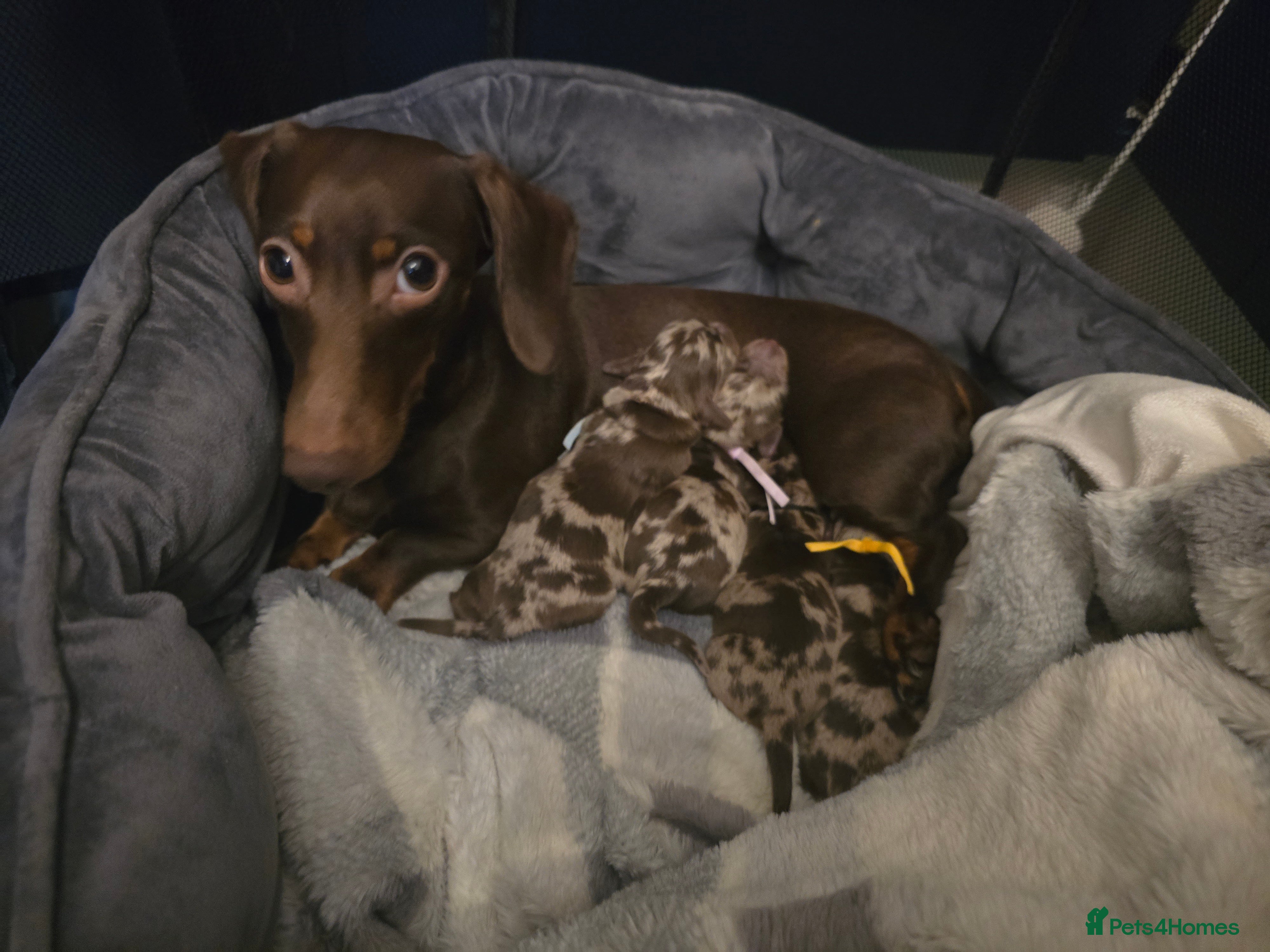 Miniature Dachshund dogs Gorgeous chocolate dapple miniature dachshunds - Advert 2