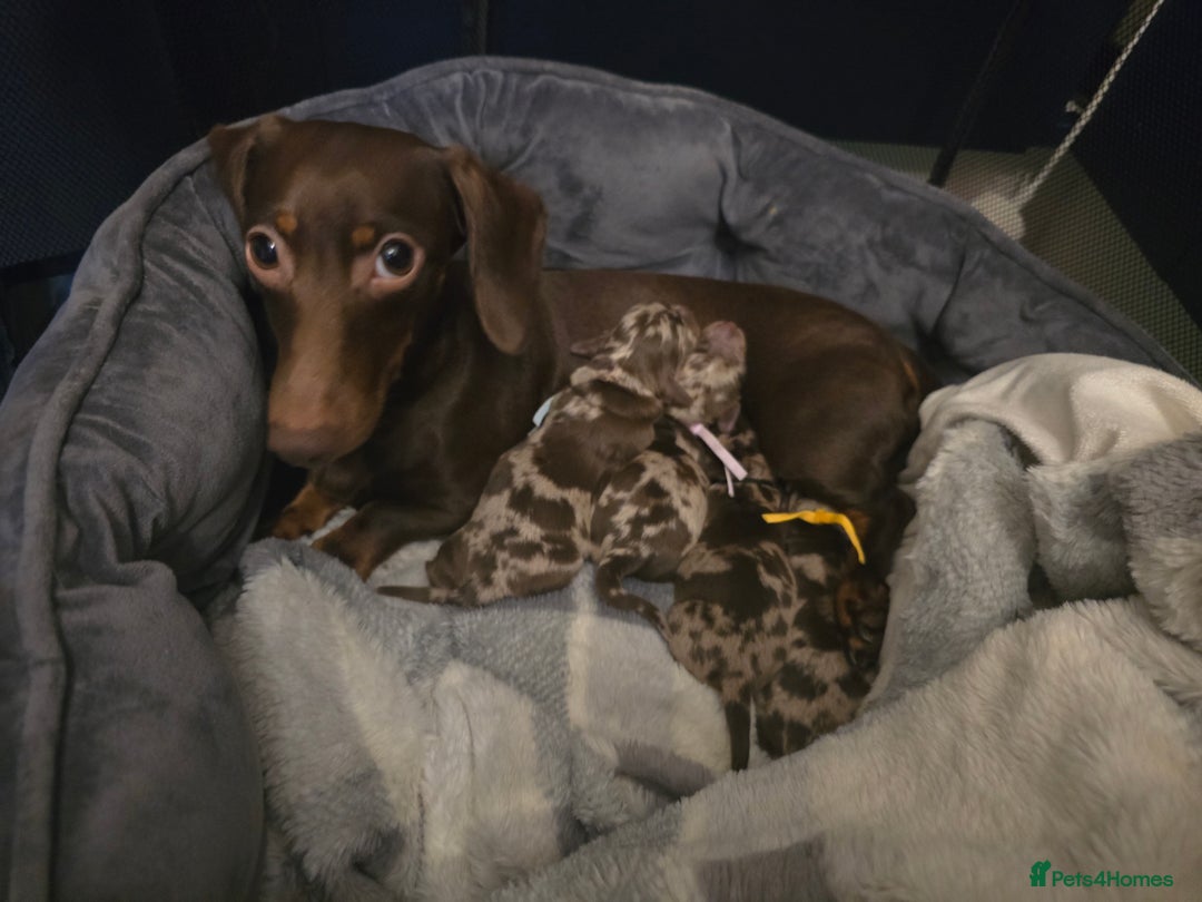 Miniature Dachshund dogs for sale: Gorgeous chocolate dapple miniature dachshunds - Advert 1
