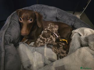 Miniature Dachshund dogs Gorgeous chocolate dapple miniature dachshunds - Advert 8