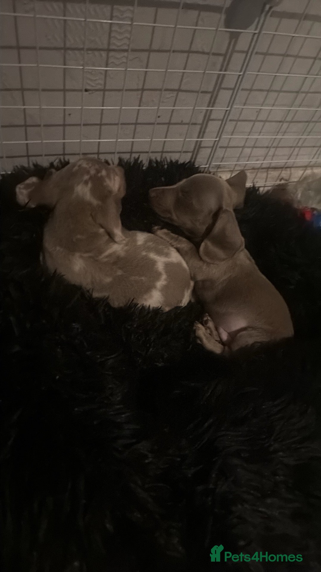 Miniature Dachshund dogs 1 beautiful boys  - Advert 15