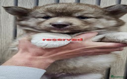 Siberian Husky dogs for sale: ready to go Wooly Siberian Husky - Image 20