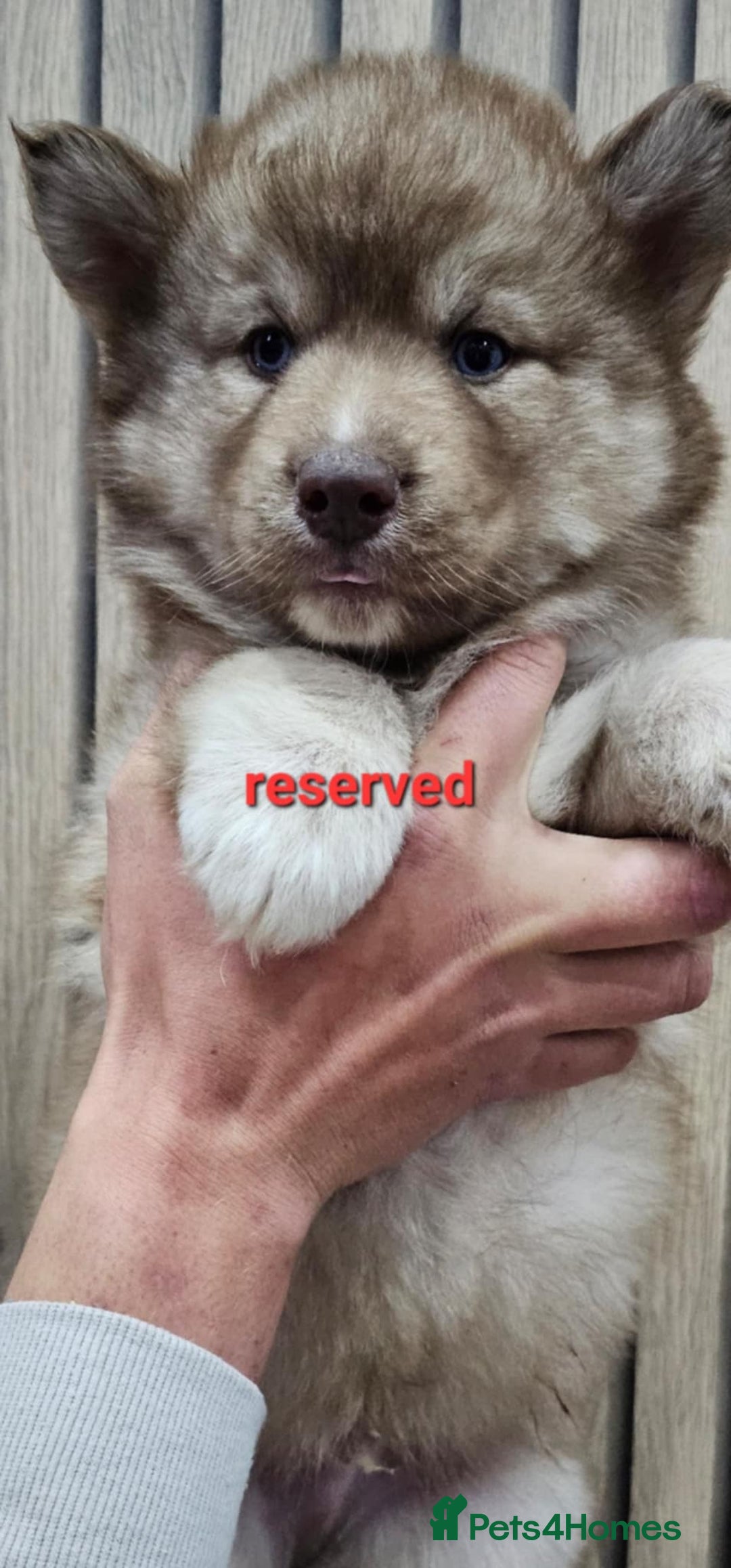 Siberian Husky dogs for sale: ready to go Wooly Siberian Husky - Image 20