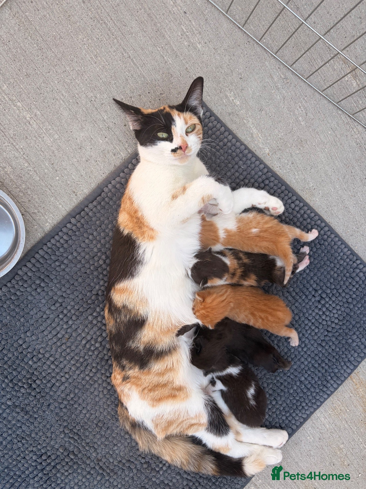 Mixed Breed cats 2 stunning kittens left !  ready for a new home  - Advert 11