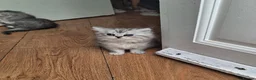 Persian cats for sale: Persian chinchilla  - Advert 5