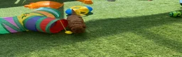 Cavapoo dogs for sale: Stunning toy-Cavapoo fully DNA tested parent   - Advert 19