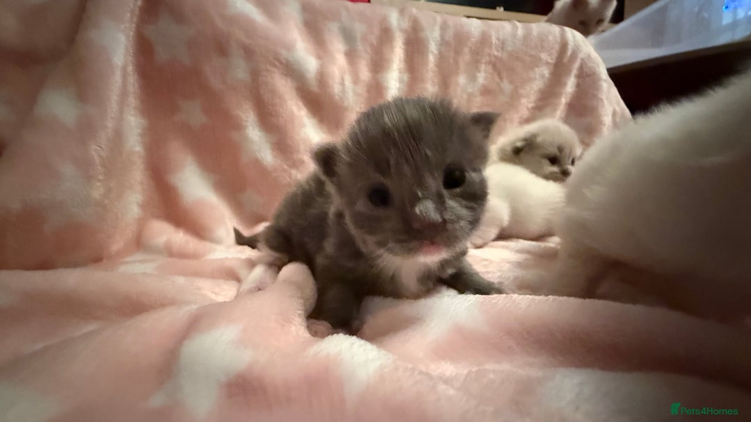 Ragdoll cats for sale: Stunning Ragdoll Kittens girl and boys  - Advert 11