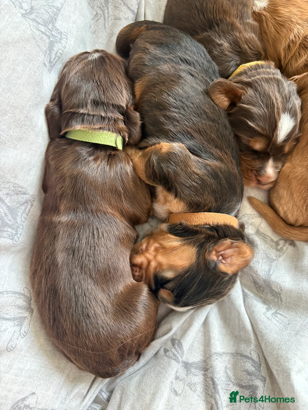 Cocker Spaniel dogs for sale: ✨Heath tested true to type KC show cockers✨ - Advert 11