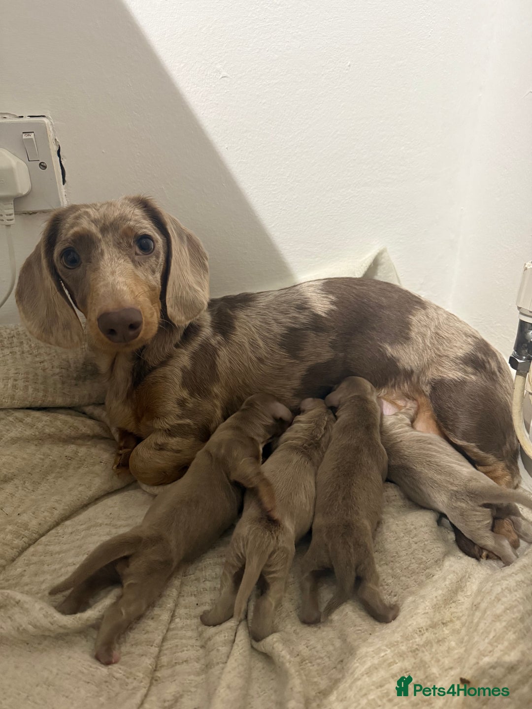 Miniature Dachshund dogs for sale: Miniature dachshund puppies - Advert 10