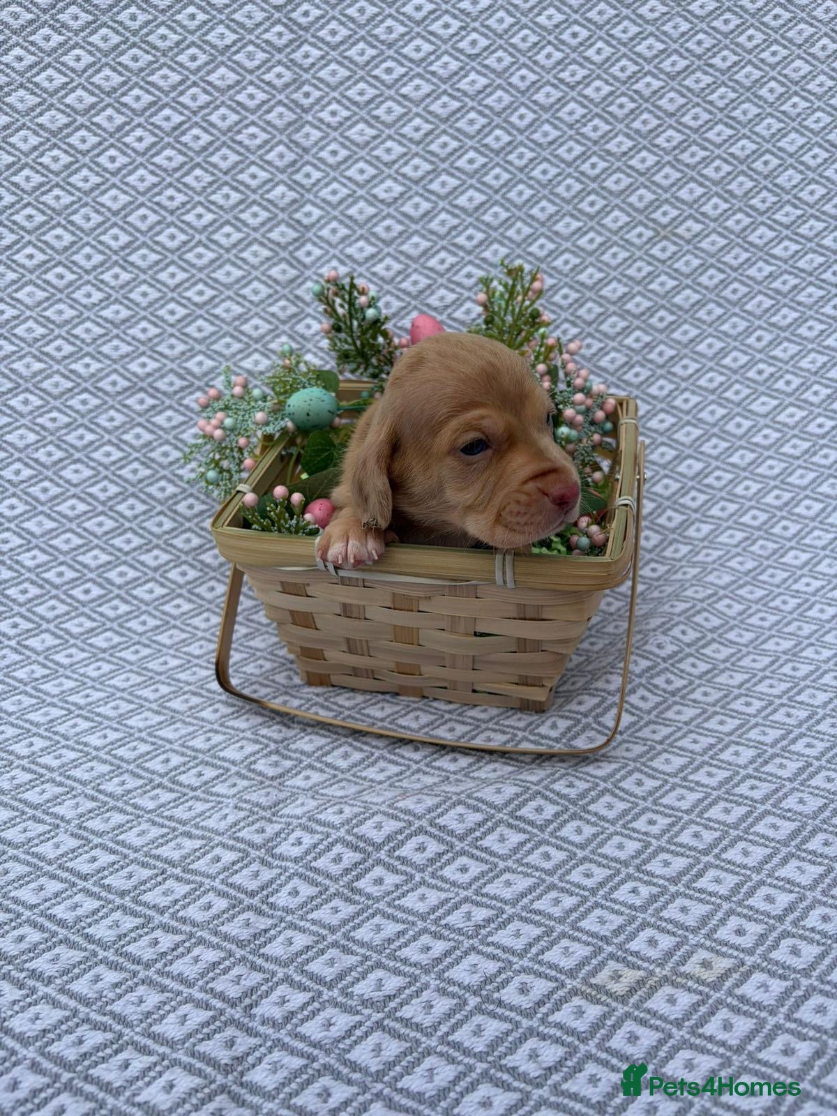 Miniature Dachshund dogs Beautiful KC Registered Minature Dachshunds  - Advert 17