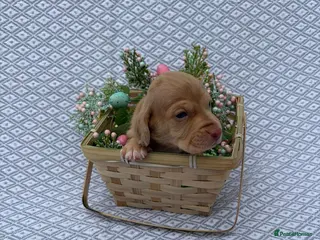 Miniature Dachshund dogs Beautiful KC Registered Minature Dachshunds - Advert 17