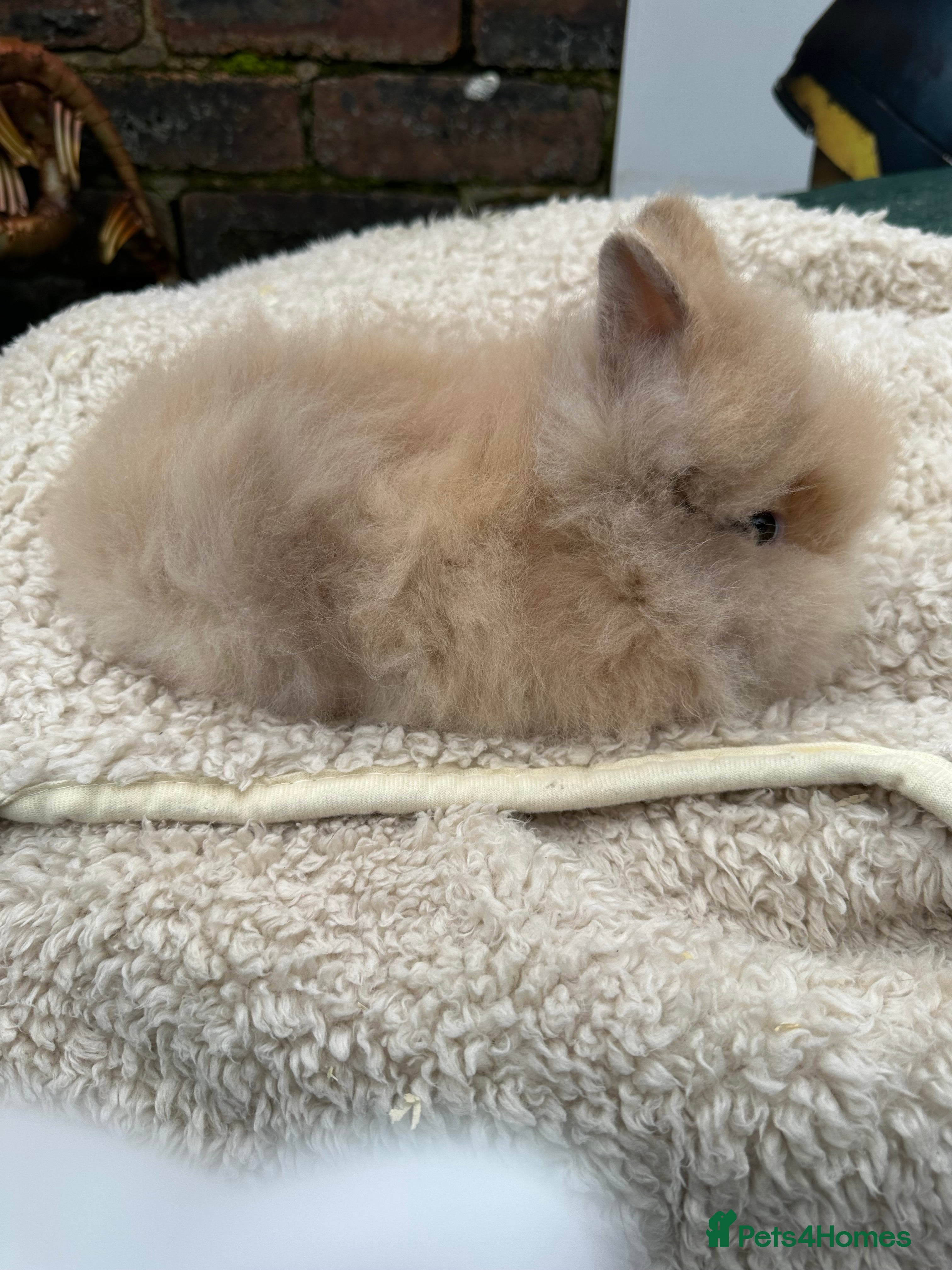 Lionhead rabbits Lionhead Baby Bunnies  - Advert 11