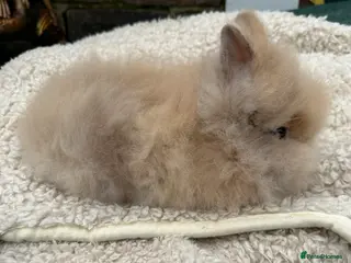 Lionhead rabbits Lionhead Baby Bunnies - Advert 11