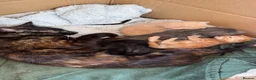 Mixed Breed cats for sale: Farm Kittens for Sale  in Ashbourne - Advert 6
