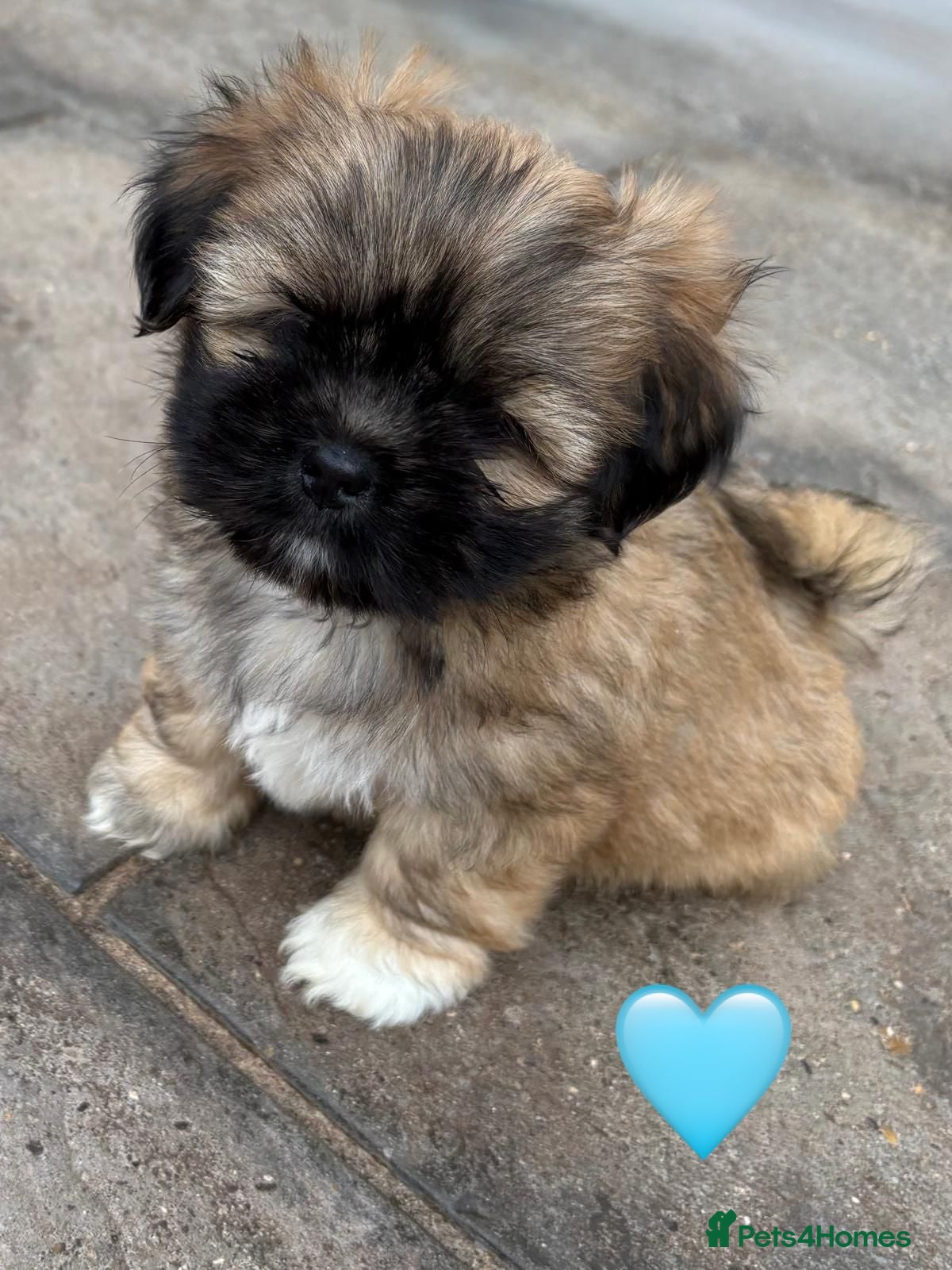 Lhasa Apso dogs Two Beautiful Little Boys RKC Reg GPRA Clear - Advert 1