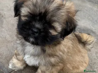 Lhasa Apso dogs Two Beautiful Little Boys RKC Reg GPRA Clear - Advert 1