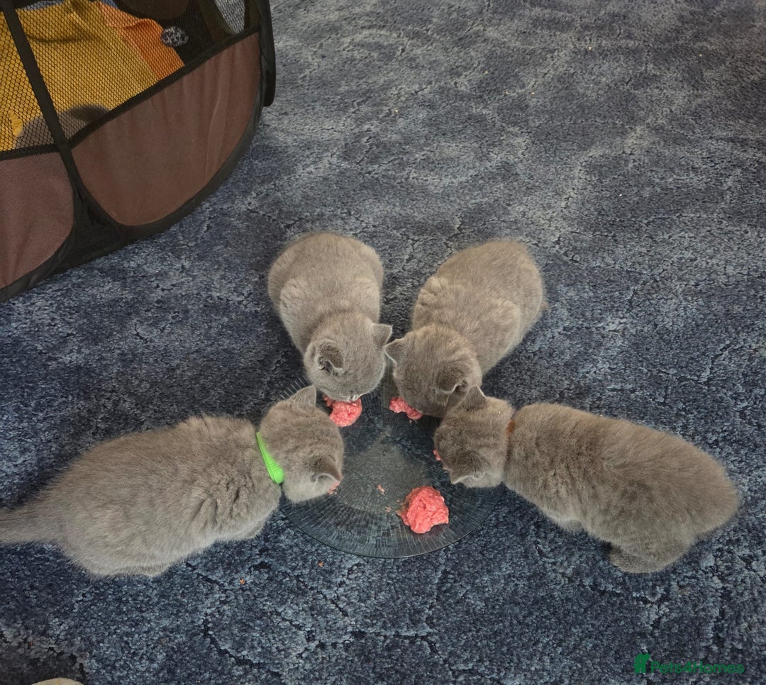 British Shorthair cats for sale: British shorthair kitten - Image 3