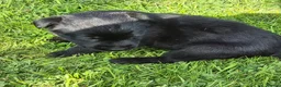 Sheprador dogs for sale: Sheprador puppys - Advert 7
