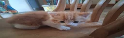 Mixed Breed cats for sale: Three beautiful mixed breed kittens. - Advert 4