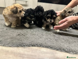 Mixed Breed dogs Stunning maltipoos - Advert 7