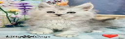 Maine Coon cats for sale: 🐾💠 *TICA REG* SILVER MAINE COON KITTENS 💠🐾 - Advert 14
