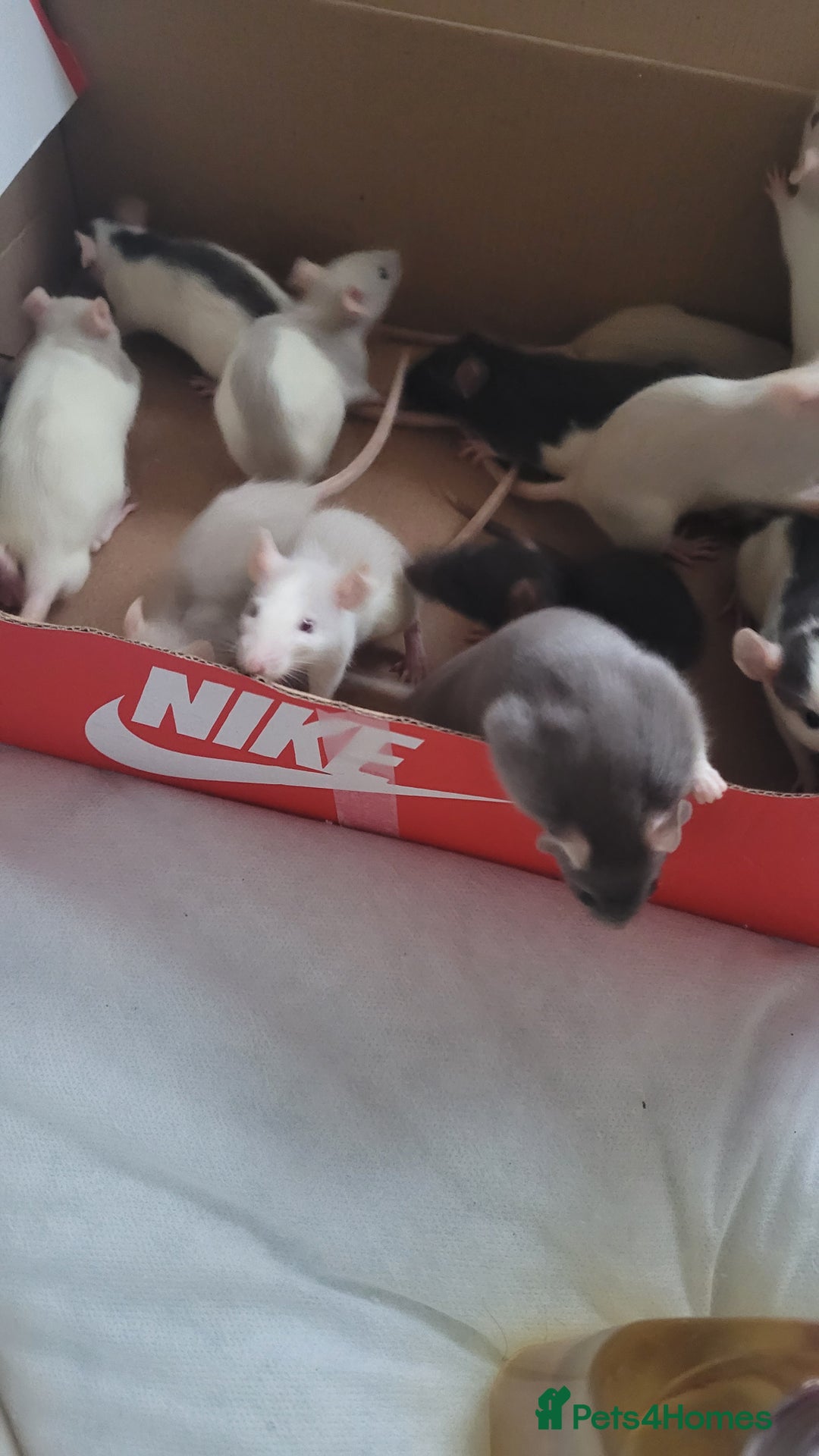 Rat rodents for sale: Male and female rats ❤️💙 - Image 2