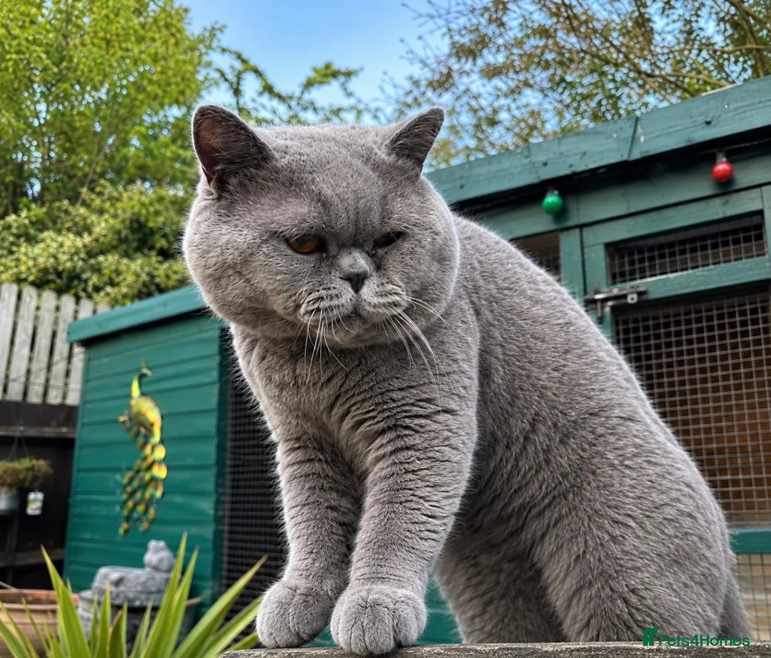 British Shorthair cats for sale: British Blue Stud Boy for sale - Advert 1