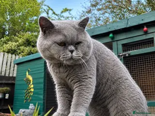 British Shorthair cats British Blue Stud Boy for sale - Advert 1