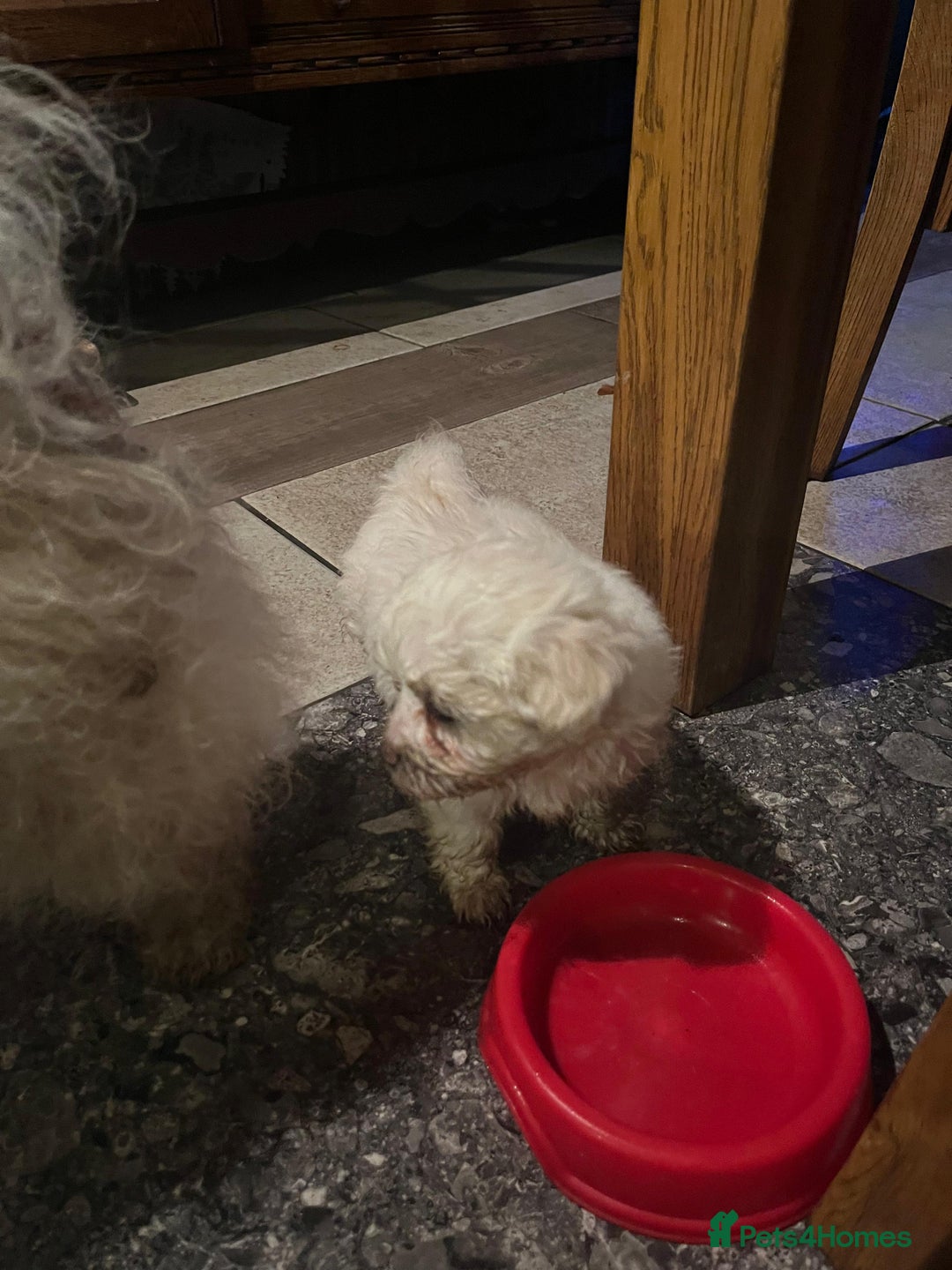 Bichon Frise dogs for sale: 4 Bichone Frise Maltese for sale - Advert 3