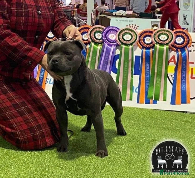 Staffordshire Bull Terrier dogs UK’S ONLY BLUE INTERNATIONAL CHAMPION  - Advert 12