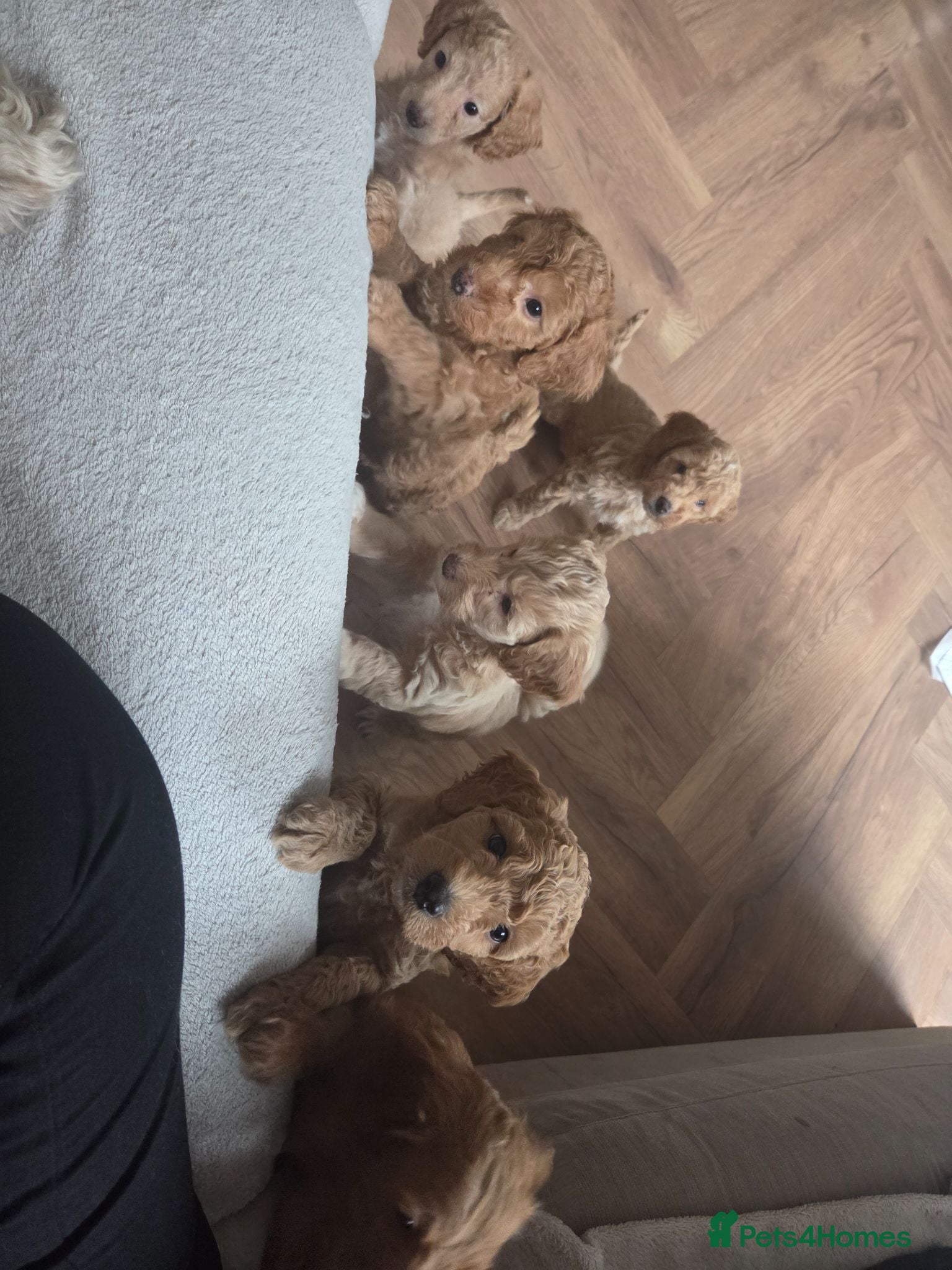 Cockapoo dogs Cockapoo puppies only 4 left - Advert 18