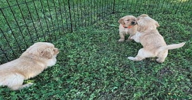 Golden Retriever dogs - Advert 14