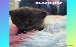 Mixed Breed cats for sale:  Kittens🥰Ragdoll and short hair domestic catcat  - Image 7
