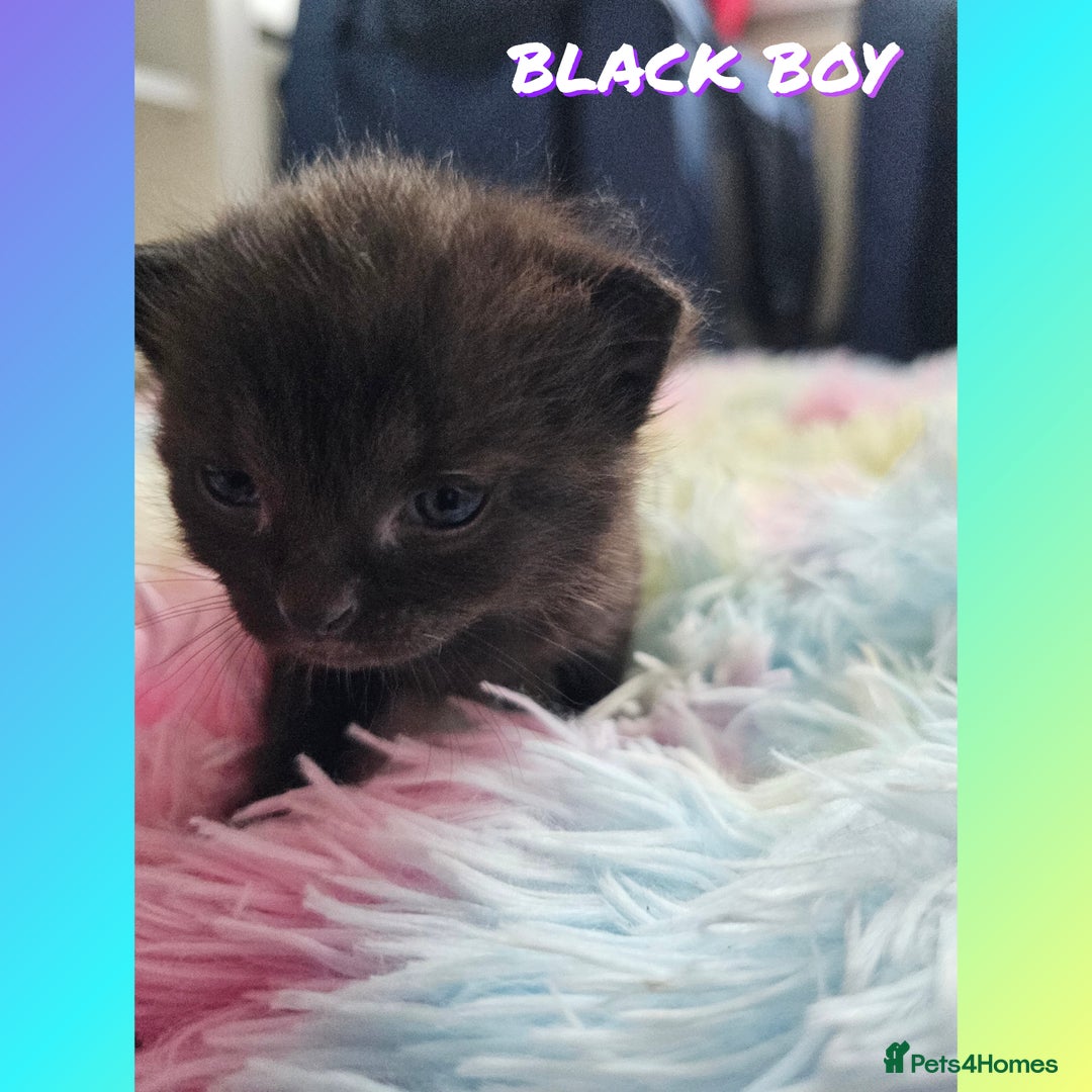 Mixed Breed cats for sale:  Kittens🥰Ragdoll and short hair domestic catcat  - Image 7