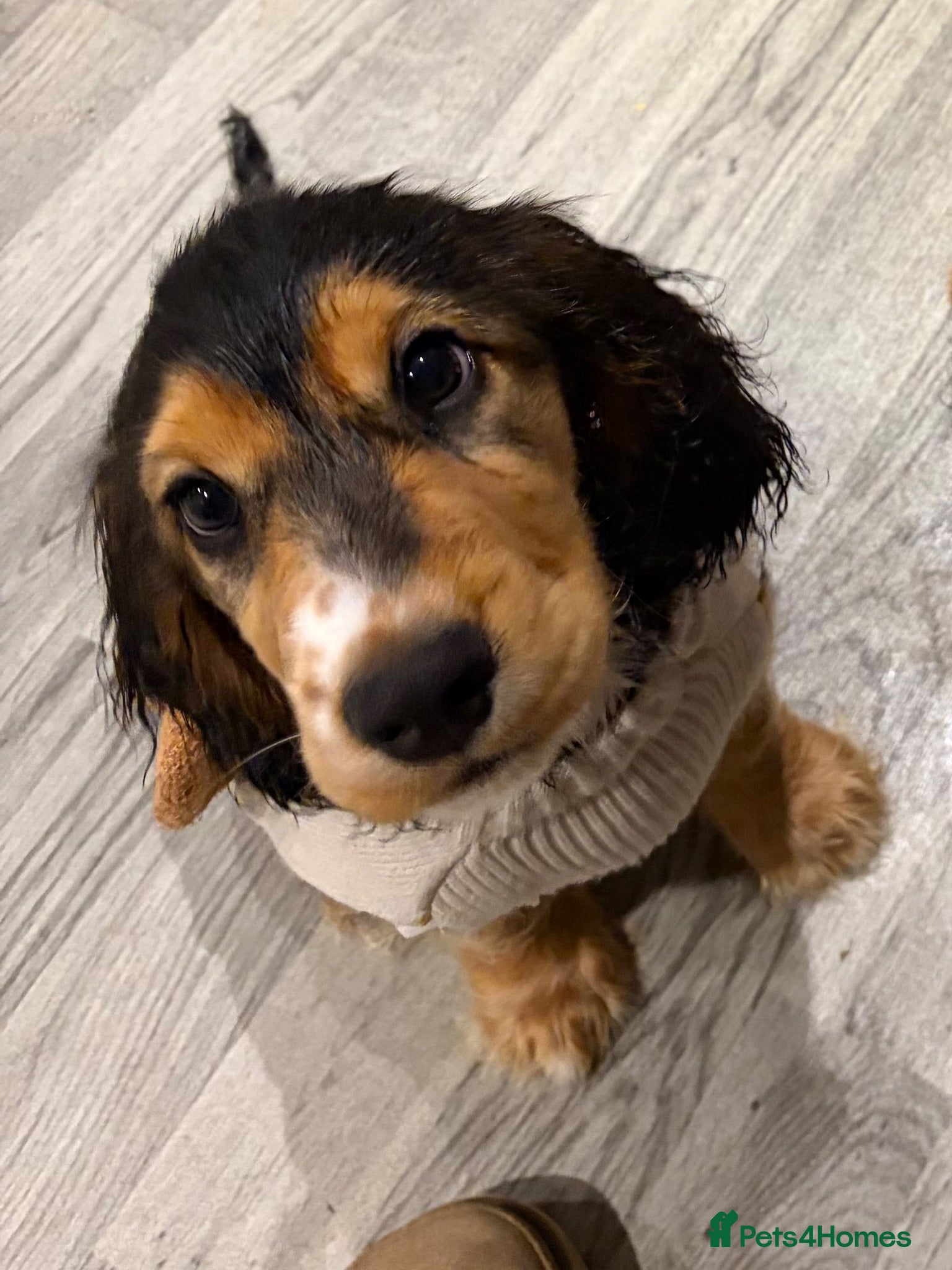 Cocker Spaniel dogs LAST BOY LEFT🏡 🌟SHOW COCKERS 🌟HEALTH CHECKS ✅   - Advert 1