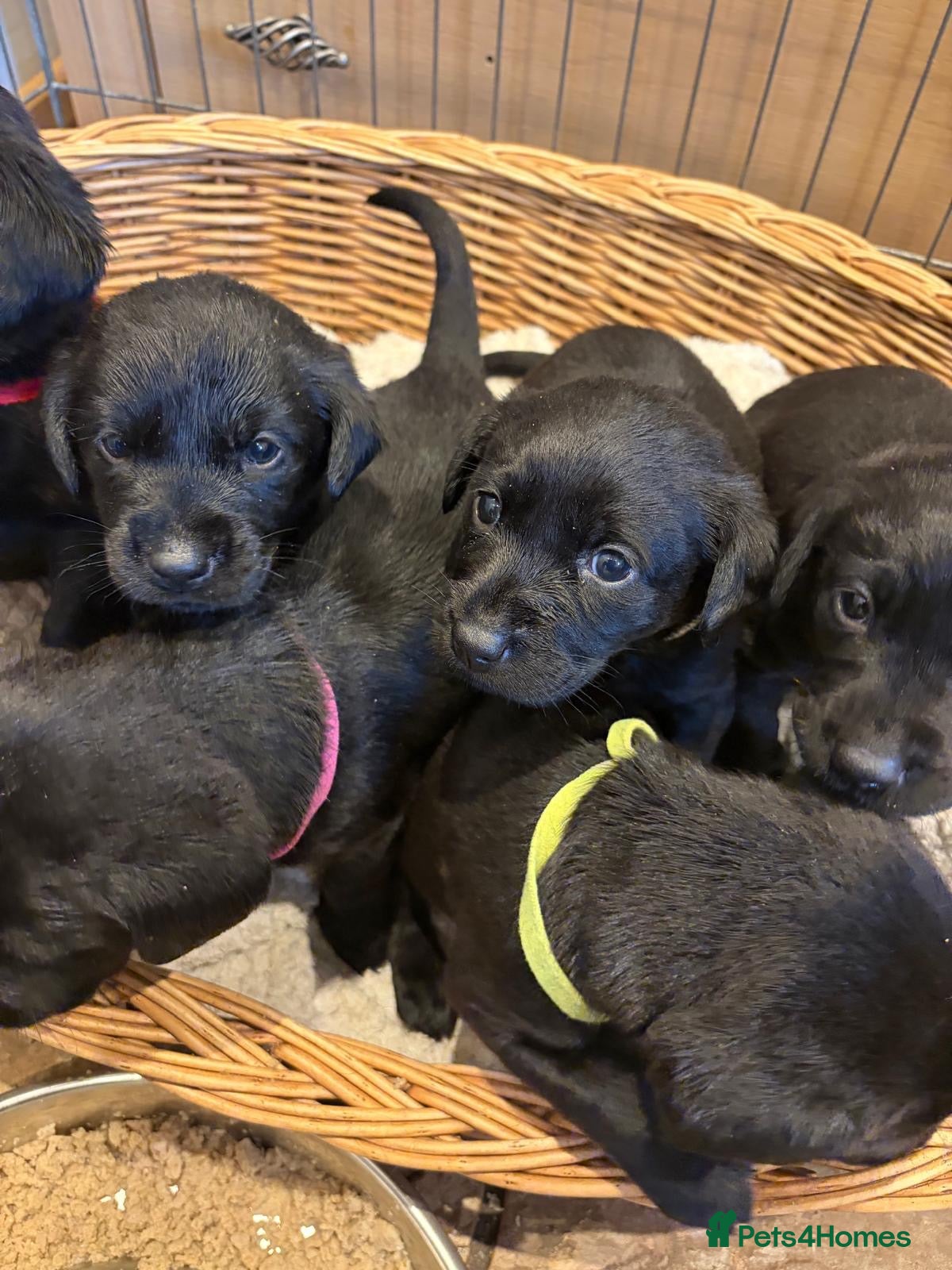 Labrador Retriever dogs Labrador Puppies 🐾 - Advert 1