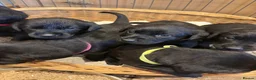 Labrador Retriever dogs for sale: Labrador Puppies 🐾 - Advert 1