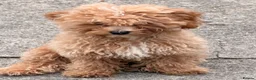 Maltipoo dogs for sale: Cute maltipoo ready to rehomes - Advert 4
