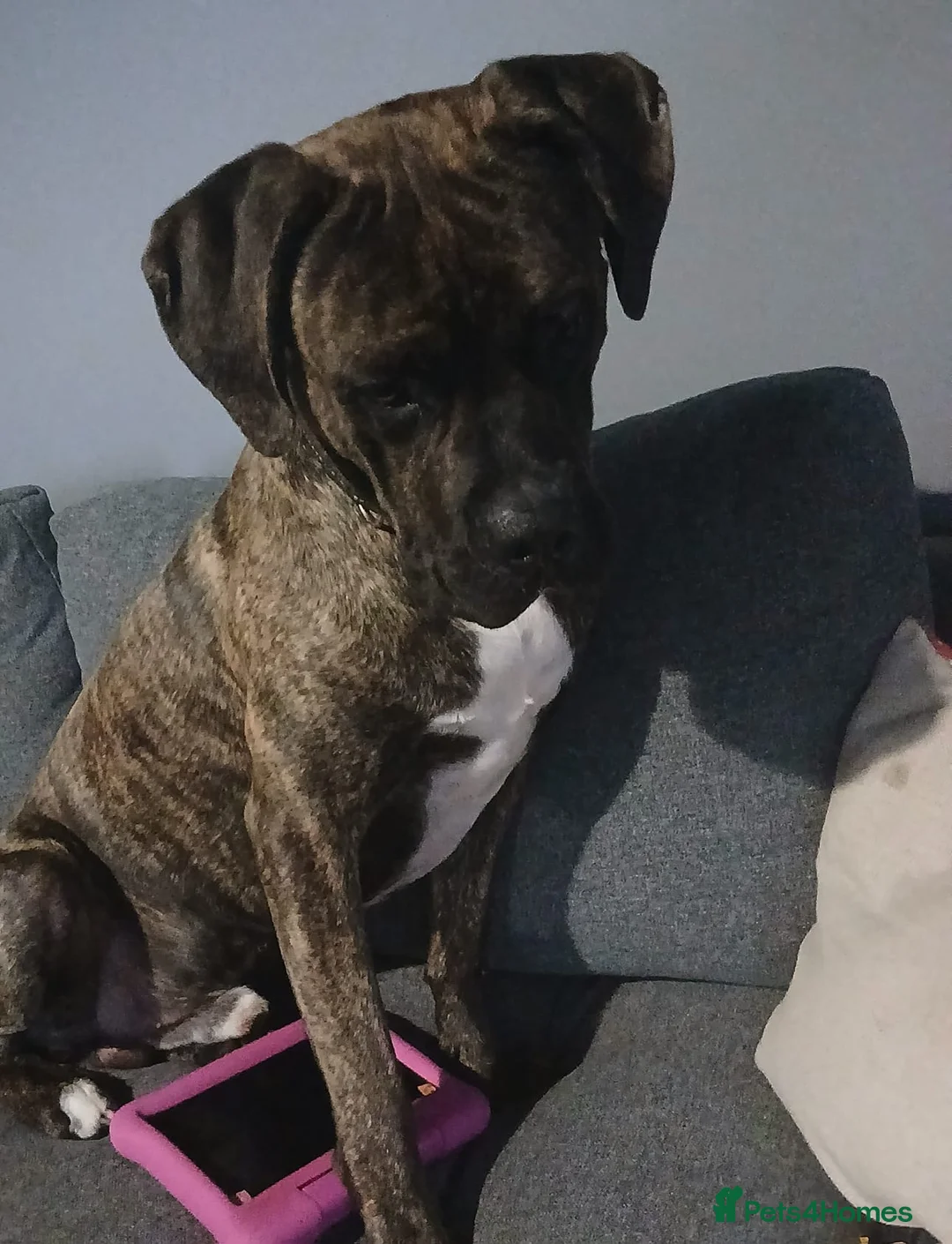 Cane Corso dogs for sale: 2 years old cane corso  in Romford - Advert 3