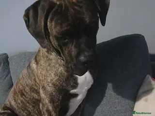 Cane Corso dogs 2 years old cane corso - Advert 17