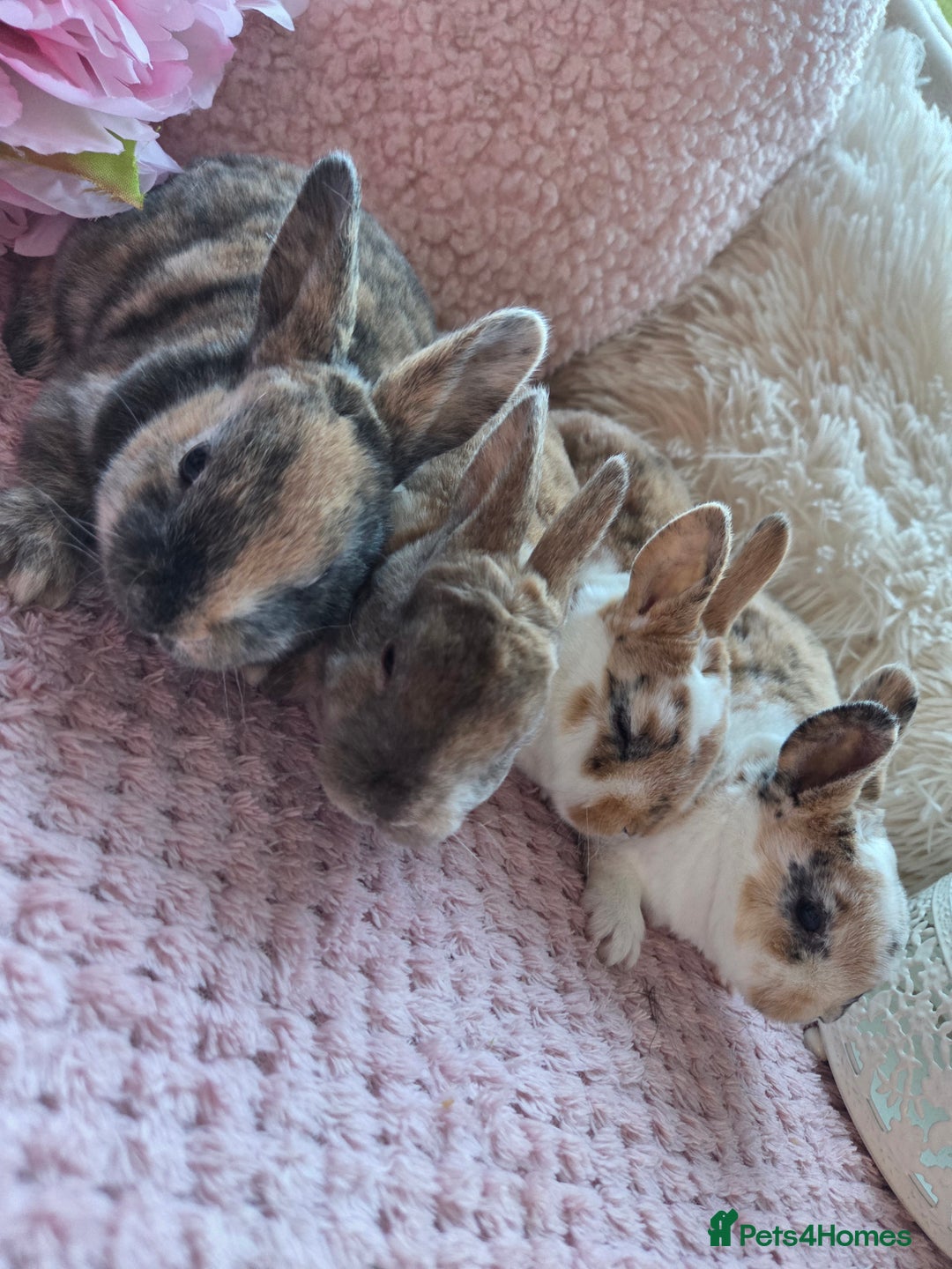 Rex rabbits for sale: 🐰🐰Beautiful baby mini rex 🐰🐰 - Advert 1