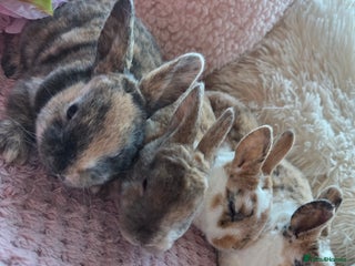 Rex rabbits 🐰🐰Beautiful baby mini rex 🐰🐰 - Advert 3